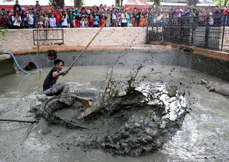 “Memancing Buaya” via Jawa pos, Sejarah Kebun Binatang Surabaya, Apasih Yang Menarik di Kebun Binatang Surabaya (KBS)?, Cara Menuju Kebun Binatang Surabaya, Jam Operational &amp; Tiket Masuk Ke Kebun Binatang Surabaya, Tips Berwisata di Kebun Binatang Surabaya