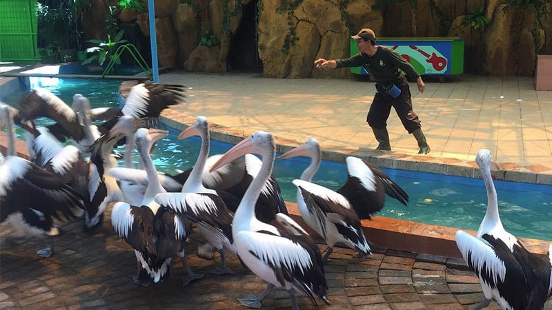 Menyaksikan Animal Edutainment, Sejarah Kebun Binatang Surabaya, Apasih Yang Menarik di Kebun Binatang Surabaya (KBS)?, Cara Menuju Kebun Binatang Surabaya, Jam Operational &amp; Tiket Masuk Ke Kebun Binatang Surabaya, Tips Berwisata di Kebun Binatang Surabaya