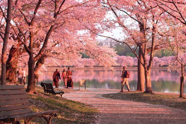 Musim gugur di Jepang Foto Sakura Banner, Mari mulai dengan menikmati mekarnya bunga Sakura di musim semi, Larut dalam lautan warna-warni musim gugur di Jepang, Mengenal musim liburan di Jepang, Cerita tentang tsuyu dan taifun