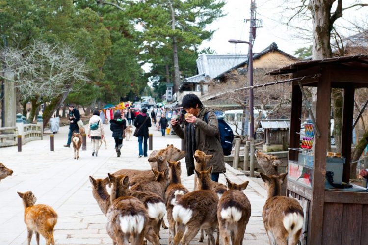 Nara Park via gaijinpot