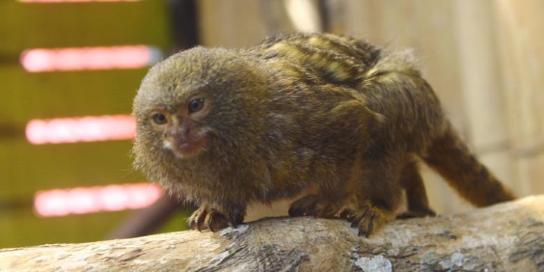 Zona Pygmy Marmoset via Kompas, Lokasi Batu Secret Zoo, Jam Buka dan Harga Tiket Batu Secret Zoo, Koleksi Satwa di Batu Secret Zoo, Zona Hewan Batu Secret Zoo, Wahana Menarik di Batu Secret Zoo, Fasilitas Umum di Sekitar Batu Secret Zoo, Tips Berlibur di Batu Secret Zoo