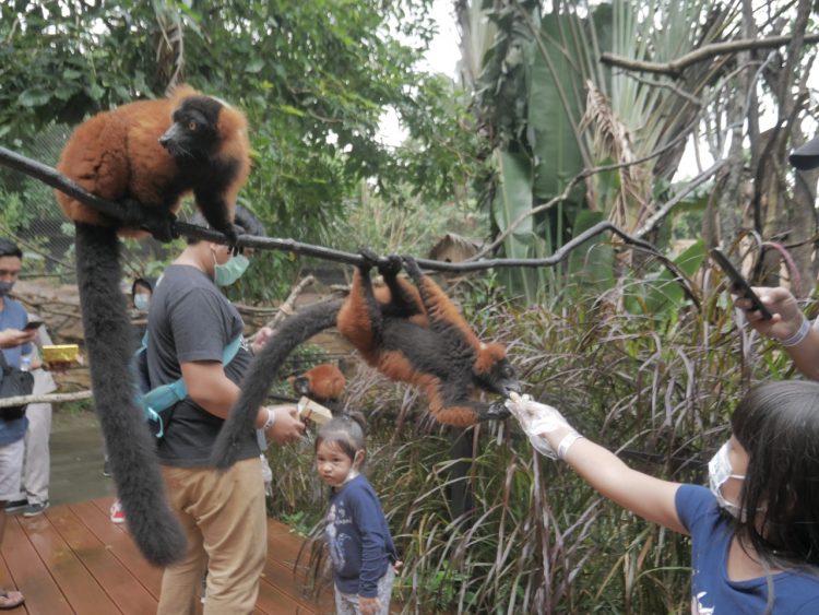 Zona Primata & Burung via Blok A, Lokasi Batu Secret Zoo, Jam Buka dan Harga Tiket Batu Secret Zoo, Koleksi Satwa di Batu Secret Zoo, Zona Hewan Batu Secret Zoo, Wahana Menarik di Batu Secret Zoo, Fasilitas Umum di Sekitar Batu Secret Zoo, Tips Berlibur di Batu Secret Zoo