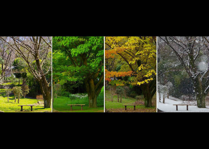 keempat musim di Jepang via Livejapan, Mari mulai dengan menikmati mekarnya bunga Sakura di musim semi, Larut dalam lautan warna-warni musim gugur di Jepang, Mengenal musim liburan di Jepang, Cerita tentang tsuyu dan taifun