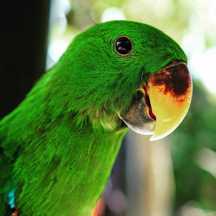 4D Theatre via IG @firstklass, Taman Burung Bali Bird Park, Harga Tiket Masuk untuk Wisatawan Domestik, Jam Buka , Apa yang menarik di Bali Bird Park?, Ruang hidup yang tertata dengan baik dengan 50 pohon Palm dan 2000 Tanaman Tropis, Melihat pusat perkembangbiakan burung dari bertelur sampai menetas, Lokasi restauran dan cafe yang menyenangkan dengan suasana alam dan kicauan burung, Atraksi dan Pertunjukan di Bali Bird Park, Jadwal Pertunjukan, Tips Liburan ke Bali Bird Park, Cara Terbaik Menuju Lokasi Bali Bird Park Gianyar, Waktu Terbaik Liburan Ke Bird Park Gianyar