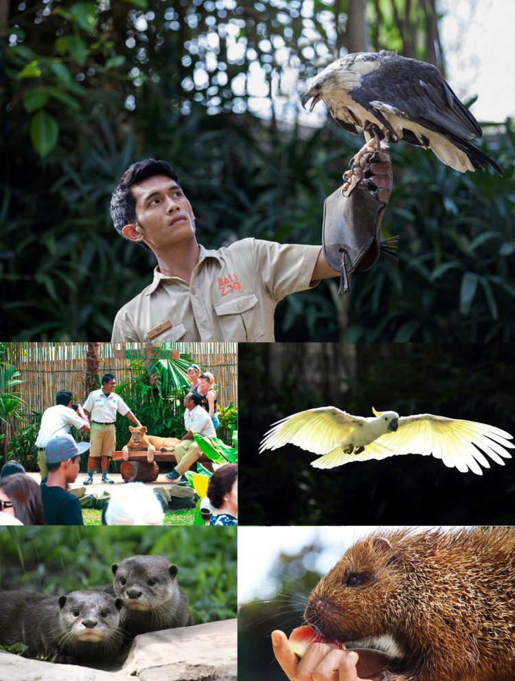 Aksi lucu binatang di animal show, Bali Zoo Park, Mengapa kita harus berkunjung ke Kebun Binatang ini?, Bali Zoo Park ternyata Open Siang dan Malam Hari, Dimanakah Lokasi Bali Zoo Park ini?, Obyek wisata ini juga cocok untuk anak-anak, Ingin life event anda semakin sempurna?, Jam buka dan biaya masuk Kebun Binatang Bali, Testimoni Visitor di Bali Zoo diambil dari TripAdvisor