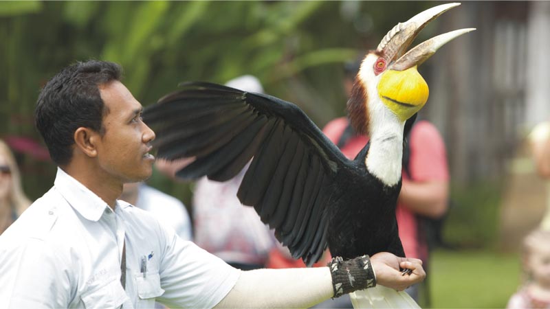 Bali Rainforest, Taman Burung Bali Bird Park, Harga Tiket Masuk untuk Wisatawan Domestik, Jam Buka , Apa yang menarik di Bali Bird Park?, Ruang hidup yang tertata dengan baik dengan 50 pohon Palm dan 2000 Tanaman Tropis, Melihat pusat perkembangbiakan burung dari bertelur sampai menetas, Lokasi restauran dan cafe yang menyenangkan dengan suasana alam dan kicauan burung, Atraksi dan Pertunjukan di Bali Bird Park, Jadwal Pertunjukan, Tips Liburan ke Bali Bird Park, Cara Terbaik Menuju Lokasi Bali Bird Park Gianyar, Waktu Terbaik Liburan Ke Bird Park Gianyar