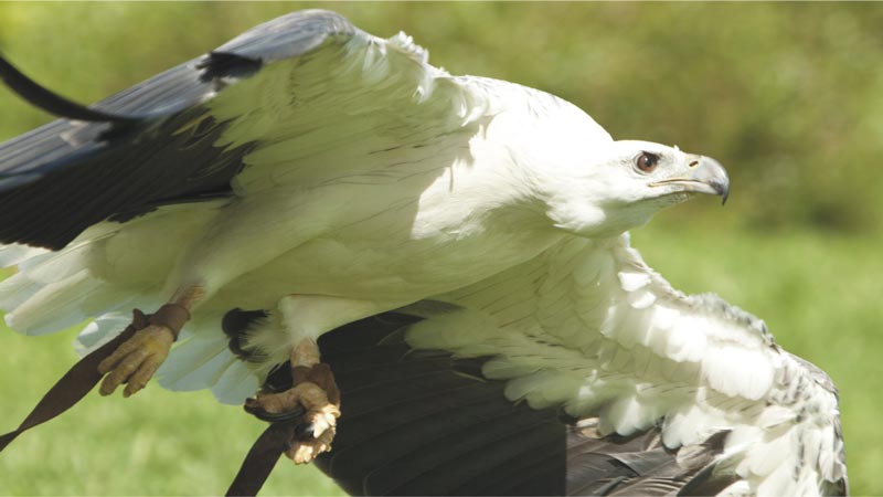 Basic Instinct, Taman Burung Bali Bird Park, Harga Tiket Masuk untuk Wisatawan Domestik, Jam Buka , Apa yang menarik di Bali Bird Park?, Ruang hidup yang tertata dengan baik dengan 50 pohon Palm dan 2000 Tanaman Tropis, Melihat pusat perkembangbiakan burung dari bertelur sampai menetas, Lokasi restauran dan cafe yang menyenangkan dengan suasana alam dan kicauan burung, Atraksi dan Pertunjukan di Bali Bird Park, Jadwal Pertunjukan, Tips Liburan ke Bali Bird Park, Cara Terbaik Menuju Lokasi Bali Bird Park Gianyar, Waktu Terbaik Liburan Ke Bird Park Gianyar