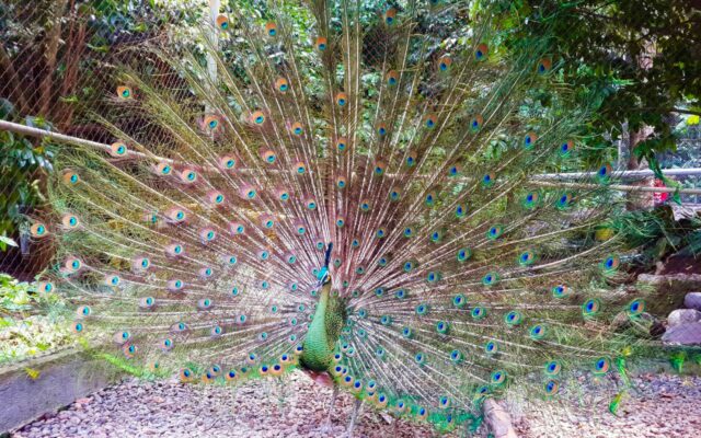 Burung merak salah satu jenis fauna yang ada di taman wisata ini via Google Maps Kikin Java ID, Wahana Taman Botani Sukorambi, Fasilitas Taman Botani Sukorambi, Jam Operasional, Harga Tiket Masuk, Tips Wisata