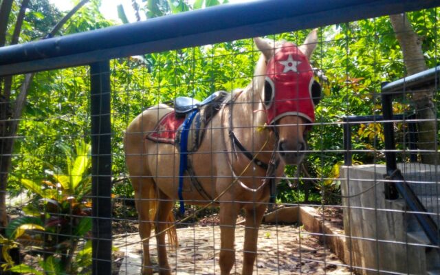 Di taman wisata ini pengunjung juga bisa mencoba berkuda via Google Mas azzam azzmi, Wahana Taman Botani Sukorambi, Fasilitas Taman Botani Sukorambi, Jam Operasional, Harga Tiket Masuk, Tips Wisata