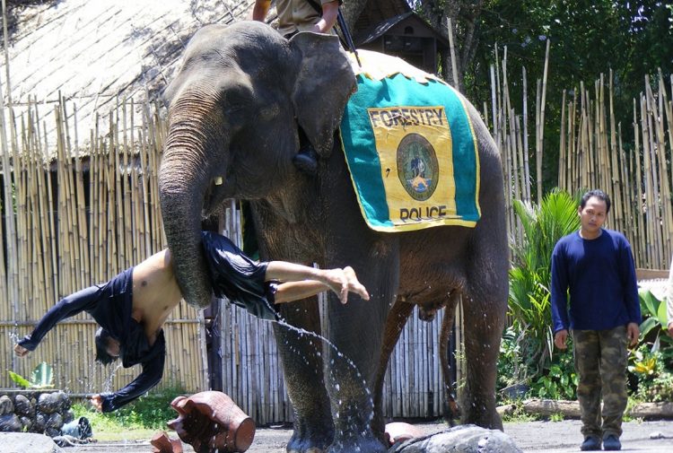 Elephant Show, Alamat dan Kontak Bali Safari Marine Park, Mau yang lebih seru?   Anda dapat merasakan sensasi bersafari dengan menunggangi gajah!, Nikmati wisata Night Safari dengan menginap di Mara River Safari Logde, Jam Buka dan Harga Tiket Masuk Bali Safari Marine Park, Tips Liburan ke Bali Safari Marine Park, Testimonial Bali Safari Marine Park yang diambil dari TripAdvisor