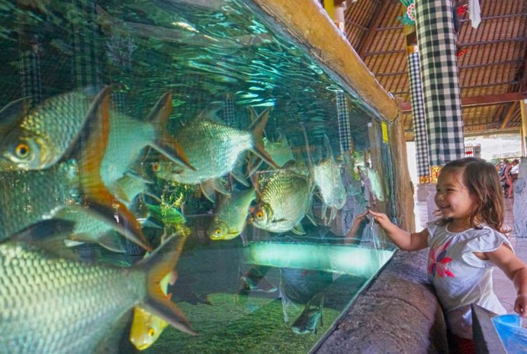 Fresh Water Aquarium, Alamat dan Kontak Bali Safari Marine Park, Mau yang lebih seru?   Anda dapat merasakan sensasi bersafari dengan menunggangi gajah!, Nikmati wisata Night Safari dengan menginap di Mara River Safari Logde, Jam Buka dan Harga Tiket Masuk Bali Safari Marine Park, Tips Liburan ke Bali Safari Marine Park, Testimonial Bali Safari Marine Park yang diambil dari TripAdvisor