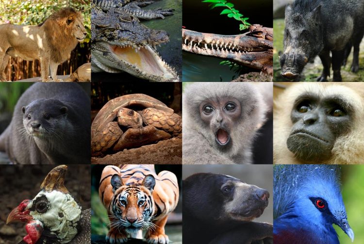 Hewan di Kebun Binatang Bali, Bali Zoo Park, Mengapa kita harus berkunjung ke Kebun Binatang ini?, Bali Zoo Park ternyata Open Siang dan Malam Hari, Dimanakah Lokasi Bali Zoo Park ini?, Obyek wisata ini juga cocok untuk anak-anak, Ingin life event anda semakin sempurna?, Jam buka dan biaya masuk Kebun Binatang Bali, Testimoni Visitor di Bali Zoo diambil dari TripAdvisor
