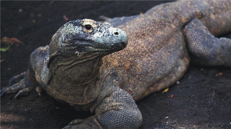 Komodo Experience, Taman Burung Bali Bird Park, Harga Tiket Masuk untuk Wisatawan Domestik, Jam Buka , Apa yang menarik di Bali Bird Park?, Ruang hidup yang tertata dengan baik dengan 50 pohon Palm dan 2000 Tanaman Tropis, Melihat pusat perkembangbiakan burung dari bertelur sampai menetas, Lokasi restauran dan cafe yang menyenangkan dengan suasana alam dan kicauan burung, Atraksi dan Pertunjukan di Bali Bird Park, Jadwal Pertunjukan, Tips Liburan ke Bali Bird Park, Cara Terbaik Menuju Lokasi Bali Bird Park Gianyar, Waktu Terbaik Liburan Ke Bird Park Gianyar