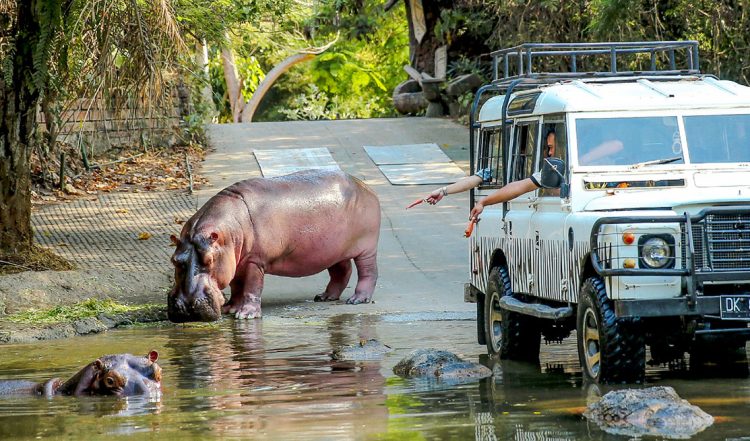 Melihat Kuda Nil Lebih Dekat di Bali Safari Marine Park, Alamat dan Kontak Bali Safari Marine Park, Mau yang lebih seru?   Anda dapat merasakan sensasi bersafari dengan menunggangi gajah!, Nikmati wisata Night Safari dengan menginap di Mara River Safari Logde, Jam Buka dan Harga Tiket Masuk Bali Safari Marine Park, Tips Liburan ke Bali Safari Marine Park, Testimonial Bali Safari Marine Park yang diambil dari TripAdvisor