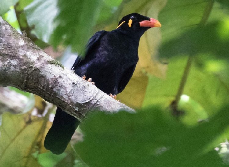 Nias Bukit Myna, Taman Burung Bali Bird Park, Harga Tiket Masuk untuk Wisatawan Domestik, Jam Buka , Apa yang menarik di Bali Bird Park?, Ruang hidup yang tertata dengan baik dengan 50 pohon Palm dan 2000 Tanaman Tropis, Melihat pusat perkembangbiakan burung dari bertelur sampai menetas, Lokasi restauran dan cafe yang menyenangkan dengan suasana alam dan kicauan burung, Atraksi dan Pertunjukan di Bali Bird Park, Jadwal Pertunjukan, Tips Liburan ke Bali Bird Park, Cara Terbaik Menuju Lokasi Bali Bird Park Gianyar, Waktu Terbaik Liburan Ke Bird Park Gianyar
