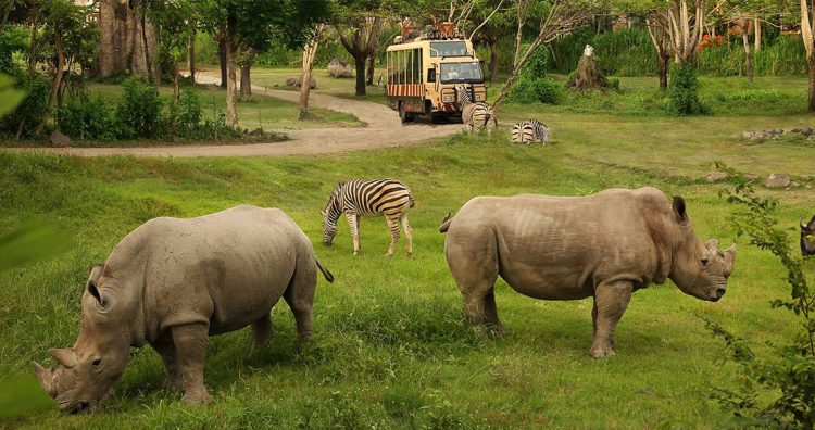 Nikmati liburan ala hutan Afrika Selatan di Bali Safari Marine Park, Alamat dan Kontak Bali Safari Marine Park, Mau yang lebih seru?   Anda dapat merasakan sensasi bersafari dengan menunggangi gajah!, Nikmati wisata Night Safari dengan menginap di Mara River Safari Logde, Jam Buka dan Harga Tiket Masuk Bali Safari Marine Park, Tips Liburan ke Bali Safari Marine Park, Testimonial Bali Safari Marine Park yang diambil dari TripAdvisor