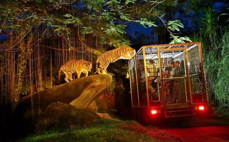 Paket Night at the Zoo, Bali Zoo Park, Mengapa kita harus berkunjung ke Kebun Binatang ini?, Bali Zoo Park ternyata Open Siang dan Malam Hari, Dimanakah Lokasi Bali Zoo Park ini?, Obyek wisata ini juga cocok untuk anak-anak, Ingin life event anda semakin sempurna?, Jam buka dan biaya masuk Kebun Binatang Bali, Testimoni Visitor di Bali Zoo diambil dari TripAdvisor