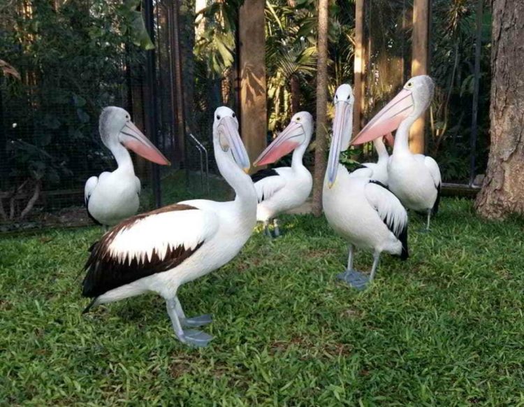 Pelican Feeding via IG @abida_zurika, Taman Burung Bali Bird Park, Harga Tiket Masuk untuk Wisatawan Domestik, Jam Buka , Apa yang menarik di Bali Bird Park?, Ruang hidup yang tertata dengan baik dengan 50 pohon Palm dan 2000 Tanaman Tropis, Melihat pusat perkembangbiakan burung dari bertelur sampai menetas, Lokasi restauran dan cafe yang menyenangkan dengan suasana alam dan kicauan burung, Atraksi dan Pertunjukan di Bali Bird Park, Jadwal Pertunjukan, Tips Liburan ke Bali Bird Park, Cara Terbaik Menuju Lokasi Bali Bird Park Gianyar, Waktu Terbaik Liburan Ke Bird Park Gianyar