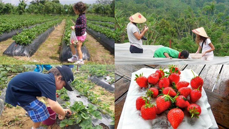 Wisata Petik Stroberi Bedugul (Fresh Strawberry)