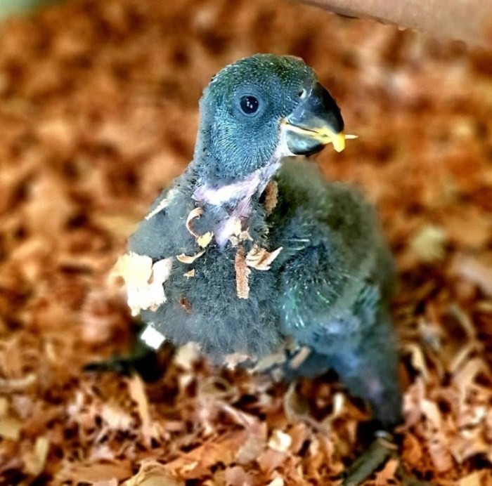 bayi burung Kakatua baru menetas, Taman Burung Bali Bird Park, Harga Tiket Masuk untuk Wisatawan Domestik, Jam Buka , Apa yang menarik di Bali Bird Park?, Ruang hidup yang tertata dengan baik dengan 50 pohon Palm dan 2000 Tanaman Tropis, Melihat pusat perkembangbiakan burung dari bertelur sampai menetas, Lokasi restauran dan cafe yang menyenangkan dengan suasana alam dan kicauan burung, Atraksi dan Pertunjukan di Bali Bird Park, Jadwal Pertunjukan, Tips Liburan ke Bali Bird Park, Cara Terbaik Menuju Lokasi Bali Bird Park Gianyar, Waktu Terbaik Liburan Ke Bird Park Gianyar