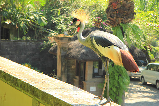 burung Kasuari, Taman Burung Bali Bird Park, Harga Tiket Masuk untuk Wisatawan Domestik, Jam Buka , Apa yang menarik di Bali Bird Park?, Ruang hidup yang tertata dengan baik dengan 50 pohon Palm dan 2000 Tanaman Tropis, Melihat pusat perkembangbiakan burung dari bertelur sampai menetas, Lokasi restauran dan cafe yang menyenangkan dengan suasana alam dan kicauan burung, Atraksi dan Pertunjukan di Bali Bird Park, Jadwal Pertunjukan, Tips Liburan ke Bali Bird Park, Cara Terbaik Menuju Lokasi Bali Bird Park Gianyar, Waktu Terbaik Liburan Ke Bird Park Gianyar