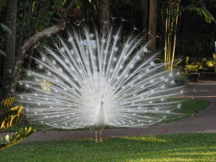 burung Merak Putih di Bali Bird Park, Taman Burung Bali Bird Park, Harga Tiket Masuk untuk Wisatawan Domestik, Jam Buka , Apa yang menarik di Bali Bird Park?, Ruang hidup yang tertata dengan baik dengan 50 pohon Palm dan 2000 Tanaman Tropis, Melihat pusat perkembangbiakan burung dari bertelur sampai menetas, Lokasi restauran dan cafe yang menyenangkan dengan suasana alam dan kicauan burung, Atraksi dan Pertunjukan di Bali Bird Park, Jadwal Pertunjukan, Tips Liburan ke Bali Bird Park, Cara Terbaik Menuju Lokasi Bali Bird Park Gianyar, Waktu Terbaik Liburan Ke Bird Park Gianyar