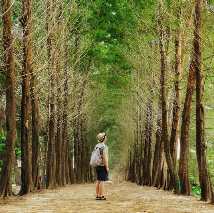Bangka Botanical Garden via IG @barnashaha, 1. Pulau Lengkuas, 2. Pantai Tikus, 3. Pantai Parai Tenggiri, 4. Pantai Penyusuk, 5. Pantai Pasir Padi, 6. Pulau Memperak, 7. Pantai Penyak, 8. Pantai Tanjung Pesona, 9. Pantai Tanjung Kelayang, 10. Pantai Tanjung Tinggi, 11. Pantai Matras, 12. Pulau Ketawai, 13. Bukit Menumbing, 14. Pantai Romodong, 15. Danau Kaolin, 15. Padang Pasir dan Bukit di Gurun Pelawan Namang, 16. Batu Granit di Pantai Dinding Batu Belinyu, 17. Pantai Tongaci, 18. Air Terjun Pait Jaya Muntok, 19. Wisata Bukit Merah yang Mempesona ala Grand Canyon – Danau Ampar Red Hill, 20. Museum Timah Muntok, 21. Jembatan Emas Bangka, 22. Batu Belimbing, 23. Bangka Botanical Garden, 24. Wisata Mangrove Munjang Kurau Barat, 25. Bukit 7 Sempan, 26. Bukit Pala, 27. Pulau Putri, 28. Pantai Penganak, 29. Kelekak Community Bangka Belitung, 30. Masjid Raya Tua Tunu, 31. Pantai Tongachi