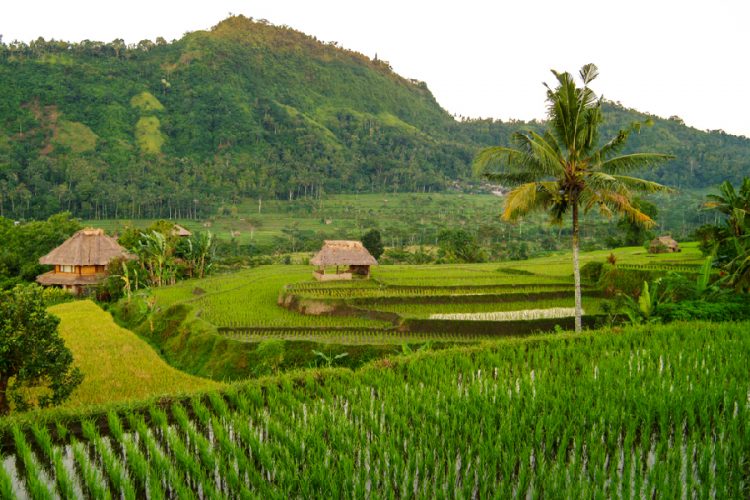 Sawah di Sidemen, Wilayah Utama Sidemen, Transportasi Umum di Sidemen, Villa & Hotel di Sidemen, Iklim di Sidemen, Tempat Wisata di Sidemen, Museum di Sidemen, Tips Liburan ke Sidemen