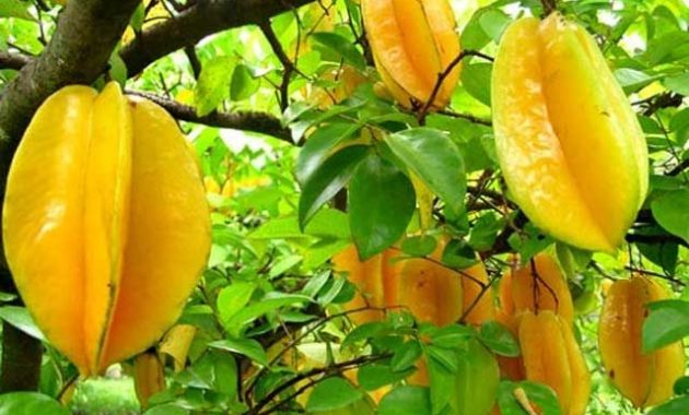 Agrowisata Belimbing Dewa via nusantaranews.co, 1. Pantai Ancol, 2. Wisata Alam Angke Kapuk, 3. Kebun Raya Bogor, 4. Taman Safari Indonesia, 5. Taman Wisata Wiladatika, 6. Kampung 99 Pepohonan, 7. Situ Cipondoh, 8. Bendungan Pintu Air Sepuluh, 9. Waterboom Lippo Cikarang, 10. Rumah Pohon Bekasi, 11. Pulau Tidung, 12. Kebun Binatang Ragunan, 13. Puncak Pass, 14. Pantai Muara Beting, 15. Danau Cibeureum, 1. Agrowisata Gunung Mas, 2. Warso Farm, 3. Agrowisata Pasir Mukti, 4. Agrowisata Kuntum Nurseries, 5. Sweetberry Agrowisata Puncak, 6. Wisata Edukasi Agro Sentul, 7. D’Kandang Farm, 8. Taman Agro Cilangkap, 9. Cibubur Garden Diary (Cibugary), 10. Agrowisata Belimbing Dewa