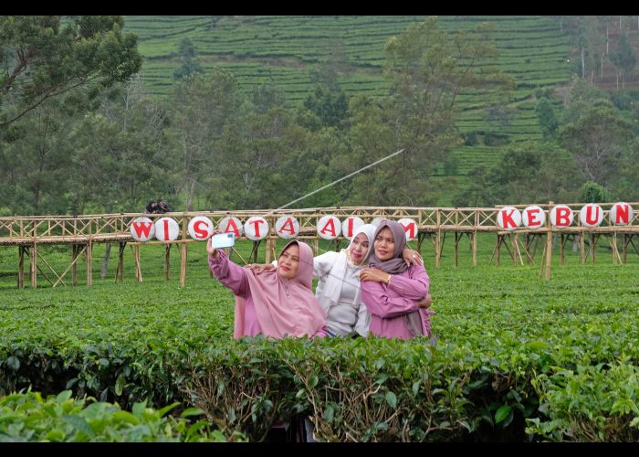 Agrowisata Wisata Kebun Teh Tembi via Antara Foto, Lokasi dan Akses Jalan Menuju Kebun Teh Tambi, Biaya Masuk dan Jam Buka Kebun Teh Tambi, Sejarah Kebun Teh Tambi, Teh Tambi, Teh Khas Wonosobo, Kegiatan Seru yang Bisa Dilakukan