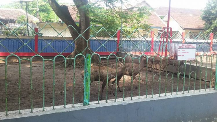 Aneka Flora dan Fauna, Lokasi Taman Kebon Rojo, Harga Tiket Masuk Taman Kebon Rojo, Fasilitas Di Kebonrojo, Pesona Taman Kebon Rojo, Hunting Foto di Taman Kebon Rojo Blitar Kekinian, Tips Berlibur Ke Taman Kebon Rojo
