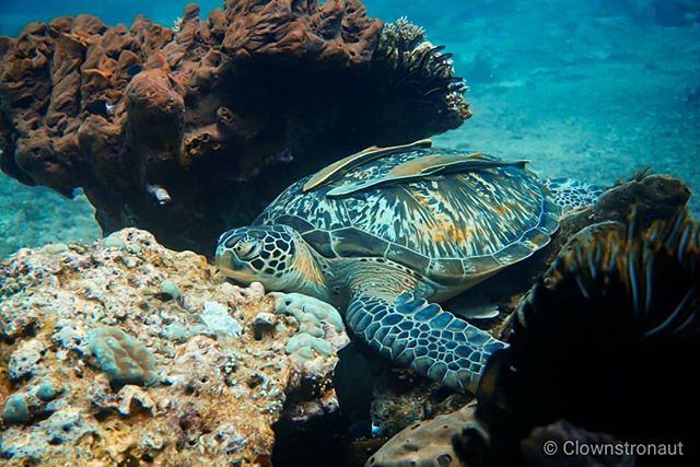 Gili Meno Sea Turtle Sanctuary via IG @clownstronaut, Akses ke Lokasi Wisata Gili Meno, Transportasi Ke Gili Meno Dari Bali, Biaya &amp; Waktu Kapal Penyeberangan Ke Gili Trawangan, Keunikan Obyek Wisata Gili Meno Lombok, Suasana dan Kondisi di Gili Meno Lombok, Daya Tarik Wisata Pulau Gili Meno, Pantai Gili Meno, Moda Transportasi, Infrastruktur, Aktivitas Liburan Menarik di Pulau Gili Meno