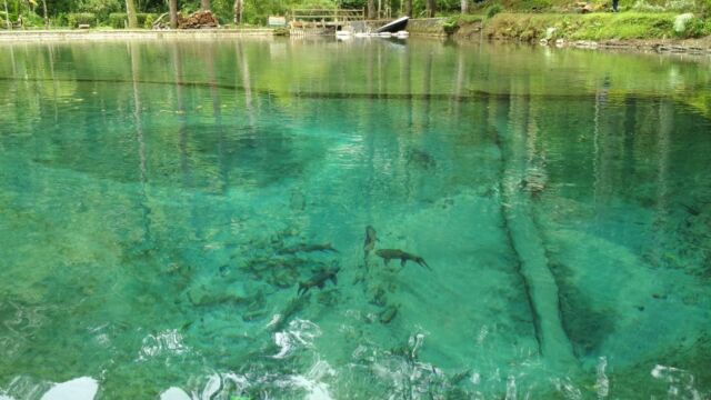 Ikan Sengkaring Penghuni Telaga Rambut Monte. Foto: Gmap/Cashback Man, Harga Tiket Masuk Telaga Rambut Monte, Keunikan yang Ada di Telaga Rambut Monte, Asal Mula Telaga Rambut Monte, Tempat Menarik di Telaga Rambut Monte Blitar