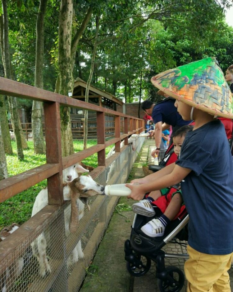 Kuntum Farm Field via Pop Mama AstriDiana, 1. Museum Nasional Sejarah Alam Indonesia, 2. Kebun Raya Bogor, 3. Museum Zoologi, 4. Taman Meksiko, 5. Taman Kencana, 6. Taman Kaulinan atau Taman Sempur, 7. Museum &amp; Monumen PETA, 8. The Jungle Waterpark Bogor, 9. Taman Heulang, 10. Water Park SKI, 11. Tirtania WaterPark, 12. ECOART PARK Sentul City, 13. Kuntum Farmfield, 14. Marcopolo Water Adventure Bogor, 15. Jungleland adventure theme park, 16. Kebun Durian Warso Farm, 17. Wisata air telaga Ciburial, 18. Curug Nangka, 19. Curug Luhur