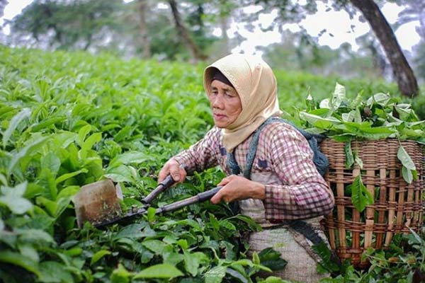 Melihat Para Pemetik Teh via IG @fathoni_hadi, Lokasi dan Akses Jalan Menuju Kebun Teh Tambi, Biaya Masuk dan Jam Buka Kebun Teh Tambi, Sejarah Kebun Teh Tambi, Teh Tambi, Teh Khas Wonosobo, Kegiatan Seru yang Bisa Dilakukan