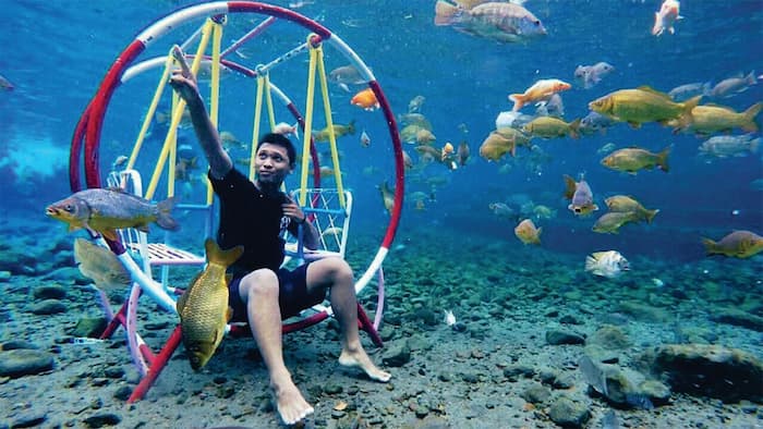 Naik Ayunan, Informasi Umum, 4 Rute Menuju Wisata Umbul Ponggok, Harga Tiket Masuk dan Sewa Alat di Umbul Ponggok, Sejarah Umbul Ponggok Klaten, Jawa Tengah, Wisata Diving dan Snorkeling untuk Latihan, Spot Foto Unik di Dalam Air, Fasilitas, Penyewaan Fasilitas Wisata Umbul Pongok, Pesona Keindahan Umbul Pongok