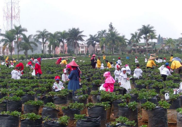Sweetberry Agrowisata Puncak, 1. Pantai Ancol, 2. Wisata Alam Angke Kapuk, 3. Kebun Raya Bogor, 4. Taman Safari Indonesia, 5. Taman Wisata Wiladatika, 6. Kampung 99 Pepohonan, 7. Situ Cipondoh, 8. Bendungan Pintu Air Sepuluh, 9. Waterboom Lippo Cikarang, 10. Rumah Pohon Bekasi, 11. Pulau Tidung, 12. Kebun Binatang Ragunan, 13. Puncak Pass, 14. Pantai Muara Beting, 15. Danau Cibeureum, 1. Agrowisata Gunung Mas, 2. Warso Farm, 3. Agrowisata Pasir Mukti, 4. Agrowisata Kuntum Nurseries, 5. Sweetberry Agrowisata Puncak, 6. Wisata Edukasi Agro Sentul, 7. D’Kandang Farm, 8. Taman Agro Cilangkap, 9. Cibubur Garden Diary (Cibugary), 10. Agrowisata Belimbing Dewa