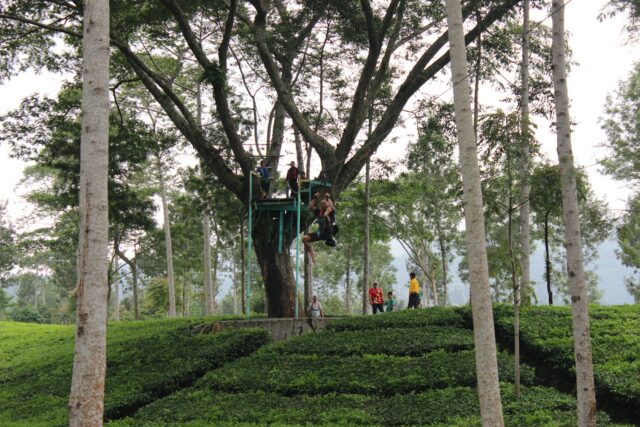 Wahana Tracking dan Outbound via Google Maps Wahyu Kuncoro, Lokasi dan Akses Jalan Menuju Kebun Teh Tambi, Biaya Masuk dan Jam Buka Kebun Teh Tambi, Sejarah Kebun Teh Tambi, Teh Tambi, Teh Khas Wonosobo, Kegiatan Seru yang Bisa Dilakukan