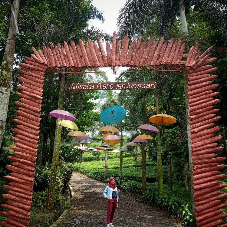 Wisata Agro Tanjungsati via Brisik, Lokasi dan Akses Jalan Menuju Kebun Teh Tambi, Biaya Masuk dan Jam Buka Kebun Teh Tambi, Sejarah Kebun Teh Tambi, Teh Tambi, Teh Khas Wonosobo, Kegiatan Seru yang Bisa Dilakukan