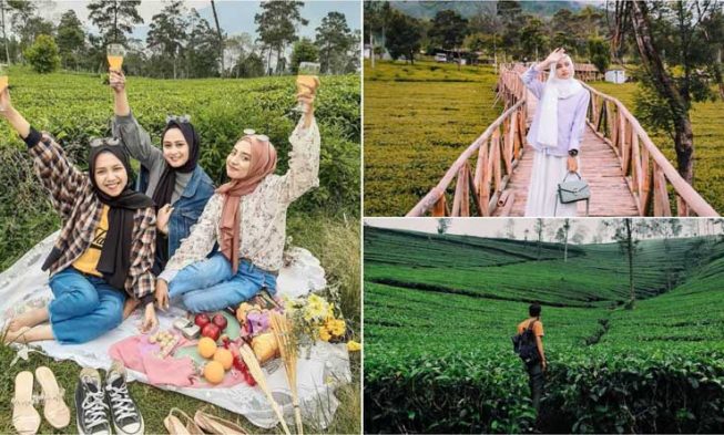 Wisata Kebun Teh Tembi, Lokasi dan Akses Jalan Menuju Kebun Teh Tambi, Biaya Masuk dan Jam Buka Kebun Teh Tambi, Sejarah Kebun Teh Tambi, Teh Tambi, Teh Khas Wonosobo, Kegiatan Seru yang Bisa Dilakukan