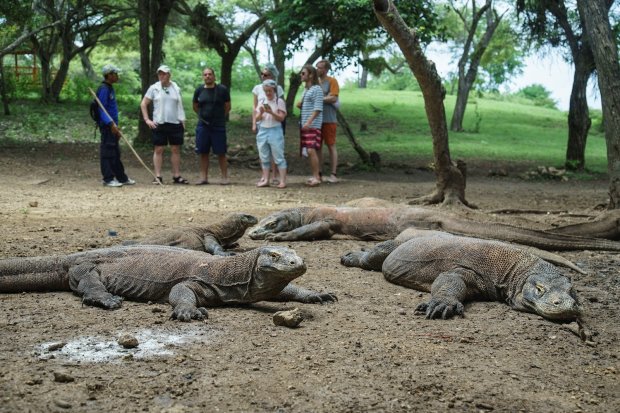 Wisatawan melihat satwa Komodo (Varanus Komodoensis) di Pulau Rinca, Manggarai Barat, Nusa Tenggara Timur, Fakta Seputar Komodo & Pulau Komodo, Akses Menuju Lokasi Wisata, Harga Tiket Masuk Pulau Komodo, Fasilitas yang Tersedia, Daya Tarik Pulau Komodo, Keindahan Pulau Komodo, Penginapan di Wisata Pulau Komodo