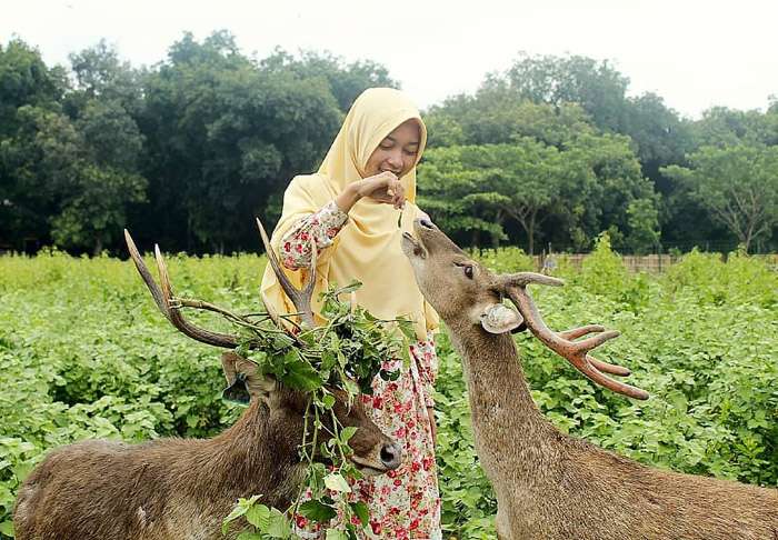 Aktivitas Seru Kasih Makan Rusa, Informasi Umum, Rute Menuju Lokasi Penangkaran Rusa Maliran Blitar, Harga Tiket Masuk Penangkaran Rusa Maliran Blitar, Penangkaran Rusa Maliran, Blitar, Daya Tarik, Aktivitas Seru, Penangkaran Rusa Cariu Bogor