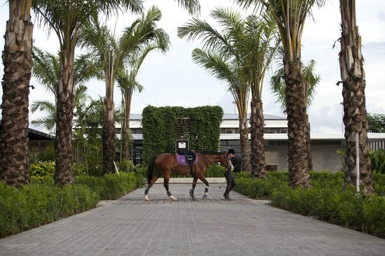 Bali Equestrian Center via Tripadvisor, 1. Pantai Canggu, 2. Echo Beach, 3. Bali Equestrian Center, 4. Warung Dolphin Eco Serenity, 5. Pantai Berawa, 6. Pantai Batu Bolong, 7. Pantai Kayu Putih, 8. Pantai Nelayan, 9. Pantai Pererenan, 10. Taman Segara Madu, 11. Desa Seni Yoga