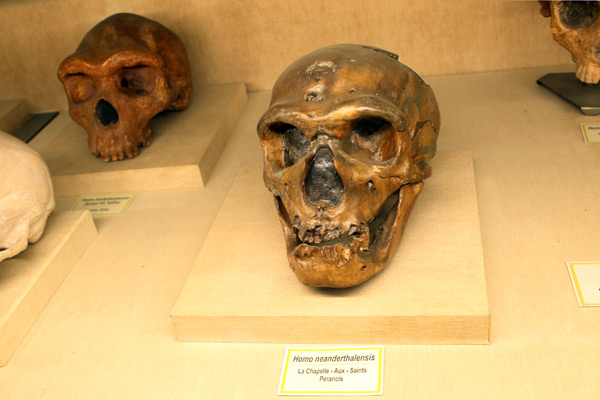 Beberapa jenis fosil dan replika tengkorak manusia purba yang menjadi koleksi Museum Geologi, Sejarah Museum Geologi Bandung, Lokasi Museum Geologi Bandung, Jam Buka dan Harga Tiket Masuk Museum Geologi Bandung, Koleksi Museum Geologi Bandung, Isi di Dalam Museum Geologi Bandung, Fasilitas