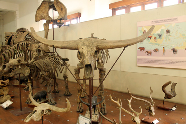 Beberapa jenis fosil hewan purbakala yang pernah hidup di Indonesia, Sejarah Museum Geologi Bandung, Lokasi Museum Geologi Bandung, Jam Buka dan Harga Tiket Masuk Museum Geologi Bandung, Koleksi Museum Geologi Bandung, Isi di Dalam Museum Geologi Bandung, Fasilitas