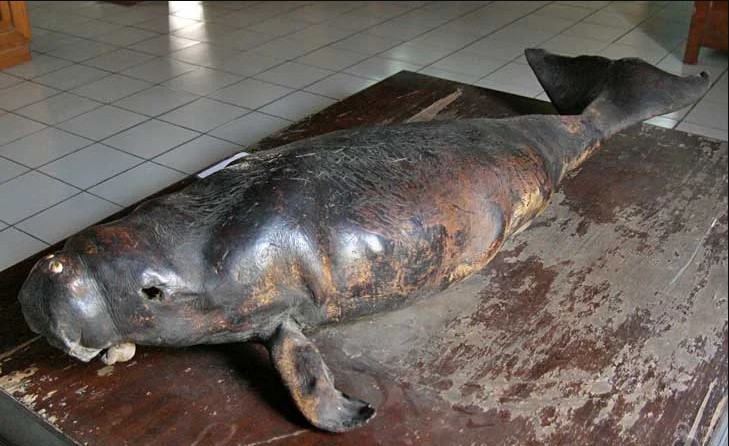 Fosil Ikan Lumba-lumba via Aroengbinang, Sejarah Museum Bahari Jakarta, Lokasi dan Alamat Museum Bahari Jakarta, Jam Buka dan Harga Tiket Masuk, Koleksi Museum Bahari Jakarta