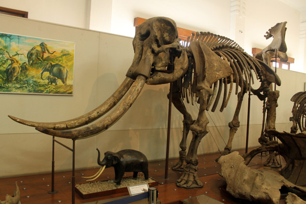 Fosil sejenis gajah purba yang pernah hidup di Indonesia, Sejarah Museum Geologi Bandung, Lokasi Museum Geologi Bandung, Jam Buka dan Harga Tiket Masuk Museum Geologi Bandung, Koleksi Museum Geologi Bandung, Isi di Dalam Museum Geologi Bandung, Fasilitas