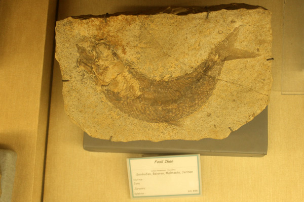 Fosil sejenis ikan purba yang ada di Museum Geologi, Sejarah Museum Geologi Bandung, Lokasi Museum Geologi Bandung, Jam Buka dan Harga Tiket Masuk Museum Geologi Bandung, Koleksi Museum Geologi Bandung, Isi di Dalam Museum Geologi Bandung, Fasilitas