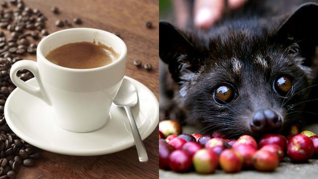 Kopi Luwak Cak Meidi, 1. Kedai Kopi Jowo, 2. Coffee Legend Sumatera, tempat ngopi paling ajib di Malang, 3. Kopi Jelata, Cafe di Malang yang murah namun cita rasa tinggi, 4. Mau Tahu Cafe Unik di Malang? Datang ke Roemah Koffei Tjap Loemientoe, 5. Qhie Coffee Malang, ngopi di sini berasa di Jogja (Tutup), 6. Kopi Luwak Cak Meidi, sensasi kopi asli luwak ada di Malang! (Tutup), 7. Bataputi Coffee House, 8. 8 Oz Coffee Studio, 9. Java Dancer Coffee, 10. Bureau Coffee and Dine, 11. Roemah Coffee Loe Mien Toe, 12. Golden Heritage Koffie, 13. illy Cafe, 14. Coffee Kayoe Malang (Tutup), 15. Legipait Cafe, 16. Lenong Rumpi Kopitown, 17. DW Coffeeshop, 18. Legend Coffee, 19. Kopi Letek, 20. Bunchbead, 21. Kona Coffee & Snack, 22. Vosco Coffee