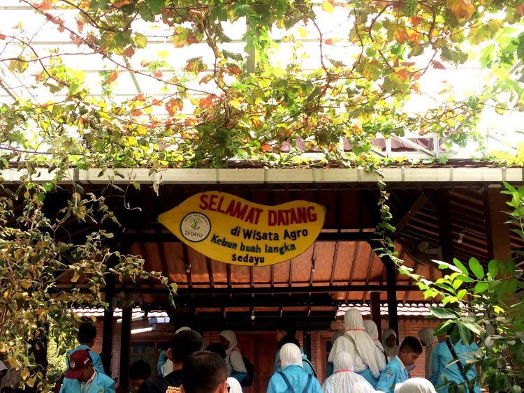 Langka Sedayu, 1. Kebun Buah Mangunan, 2. Puncak Kosakora, 3. Desa Wisata Kalibiru, 4. Taman Tebing Breksi, 5. Kebun Buah Langka Sedayu (Tutup), 6. Desa Wisata Nglinggo, 7. Goa Pindul, 8. Hutan Pinus Mangunan, 9. Pantai Pok Tunggal, 10. Taman Pelangi
